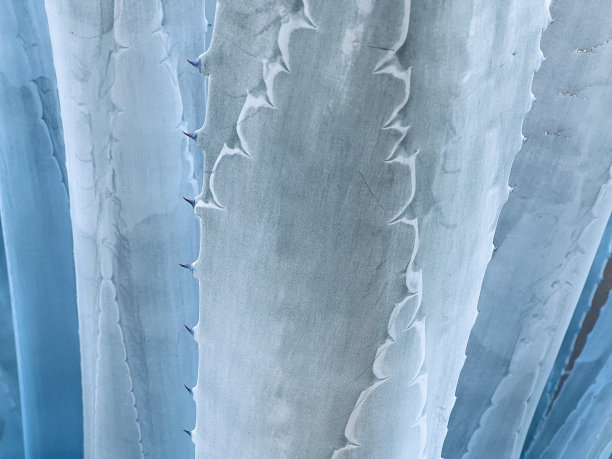 仙人掌龙舌兰图案茎图片下载