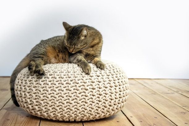 这张照片展示了一只棕色的虎斑猫在一个铺着木地板的房间里，躺在白色针织软垫上休息。这只猫舒服地坐在沙发上，似乎正在给自己梳理毛发。图片下载