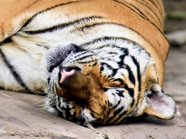 一张老虎仰卧在岩石上的照片。图片下载
