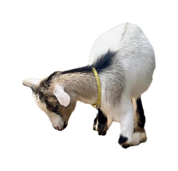 一只戴着黄项圈站在白色地面上的山羊的照片。图片下载