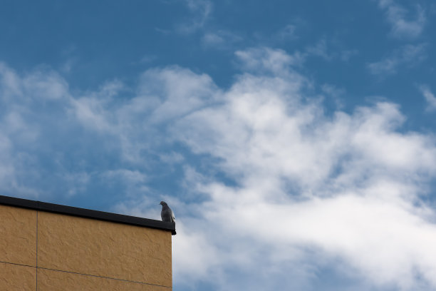 一只鸽子栖息在建筑物的顶部，背景是蓬松的云朵和灿烂的蓝天，库存照片图片下载