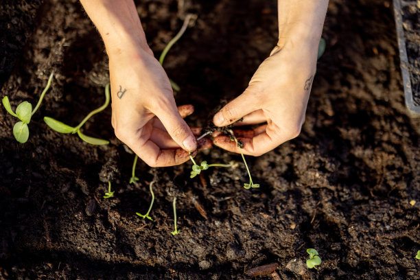 一名妇女正在向土壤中播种蔬菜芽图片下载