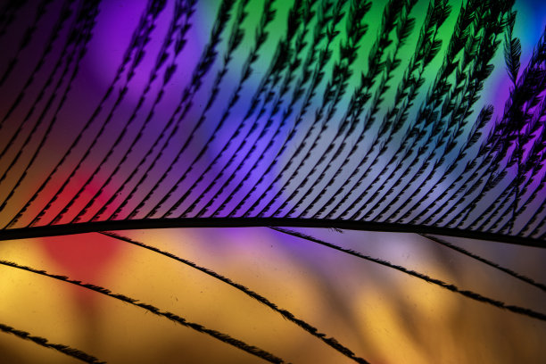 抽象的照片和背景与孔雀羽毛和美丽的背景颜色图片下载