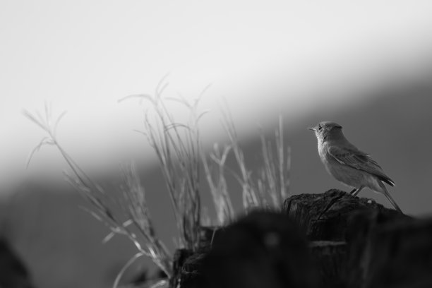 黑色和白色的照片，一个熟悉的聊天鸟在岩石上图片下载