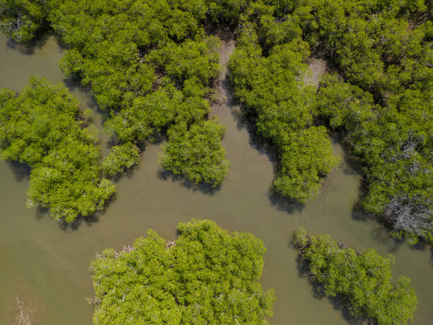 低潮时的海洋鸟瞰图与红树林-库存照片图片下载