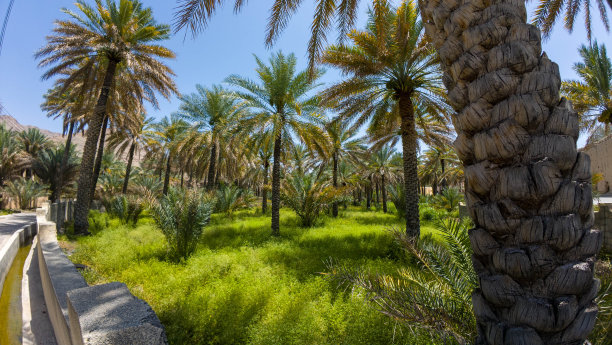 在春天的一天，阿曼尼兹瓦的椰枣树花园的照片图片下载
