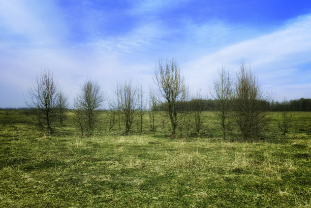 一张草地的照片，背景是一排光秃秃的树。图片下载