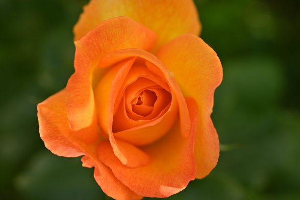 黄色的近距离玫瑰花作为背景顶部照片，微距玫瑰花作为背景图片下载