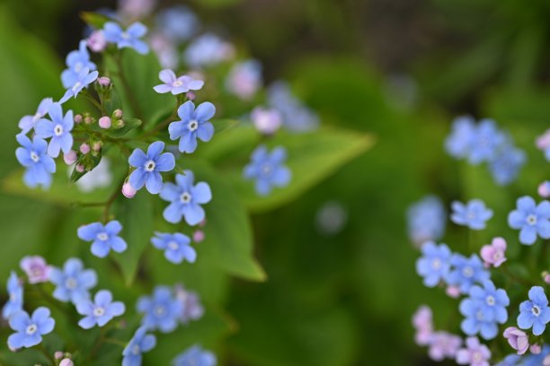 蓝色勿忘我花为背景，天空色花以绿色为背景，傍晚夏夜，特写花以模糊为背景，自然发展，照片为灵感图片下载