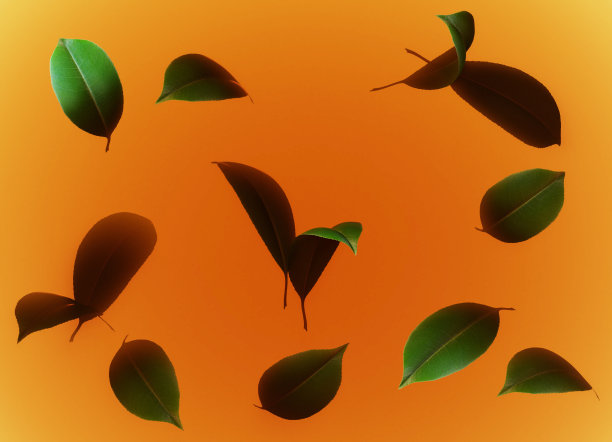 橙色背景上的叶子图片下载