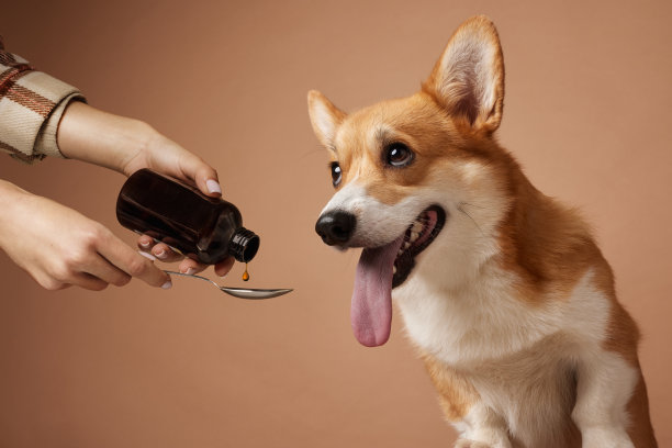 柯基狗吃药，狗治病理念图片下载