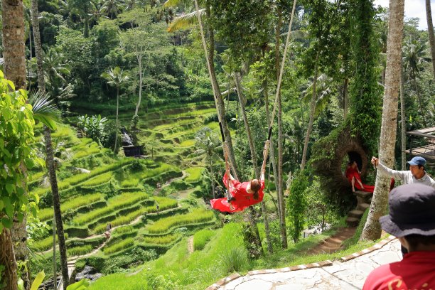 美丽的人们在巴厘岛的稻田里荡秋千图片下载
