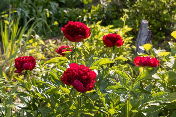 红牡丹。牡丹花红韵园，微距照片图片下载
