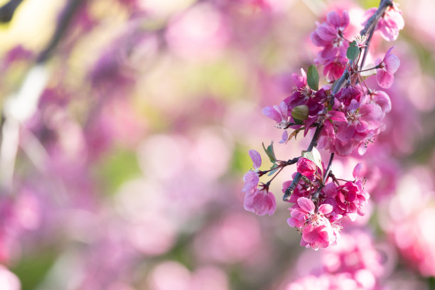 樱花树粉红色绽放在春天，季节性树，亚洲禅宗花园，自然照片背景图片下载