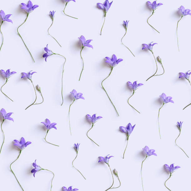 蓝紫色风铃花在柔和的紫色背景，花卉艺术图案，最小的单色美学平面铺设照片。美丽的大自然静物与野花，夏日卡，植物之美图片下载