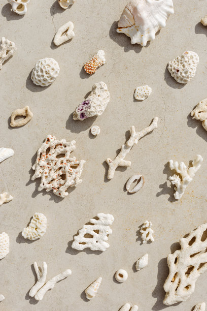 海贝壳、珊瑚、在阳光下有阴影的海石，白色贝壳和珊瑚碎片散落在浅米色混凝土上的自然照片，最小的单色垂直图案，中性柔和的色调图片下载
