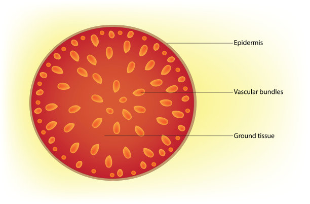 典型单子叶茎截面的初级结构图片下载
