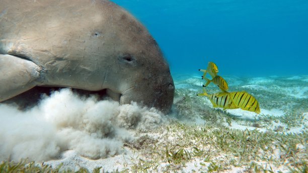红海中的儒艮（海牛）图片下载