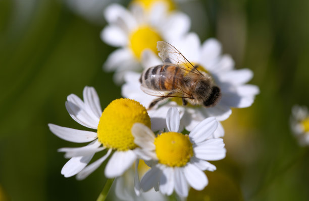 一只小蜜蜂坐在白色和黄色的洋甘菊花上。蜜蜂在寻找花粉。这张照片是从上面拍的。图片下载