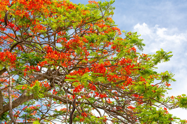 彩色的皇家庞夏树照片图片下载
