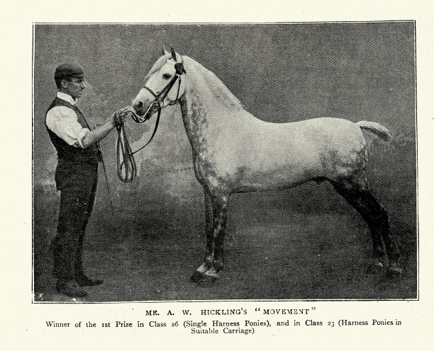 单套小马，获胜者，皇家都柏林马展，1895年，19世纪，马术历史，古照片图片下载