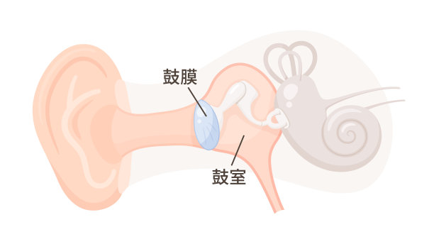 耳朵结构图片下载