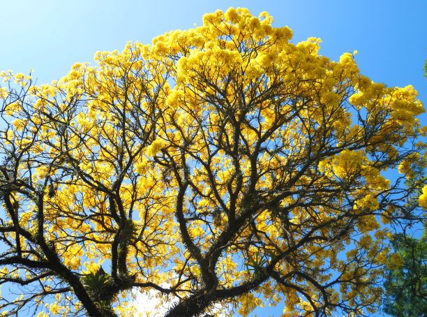 金色的树花在白天蓝天的背景上，黄色的花。杯状花萼有毛，棕色。花瓣相互连接形成喇叭形的管子。自然背景概念股票照片图片下载