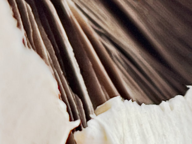 蘑菇特写图片下载