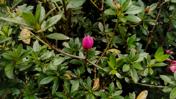 粉色的花瓣图片下载