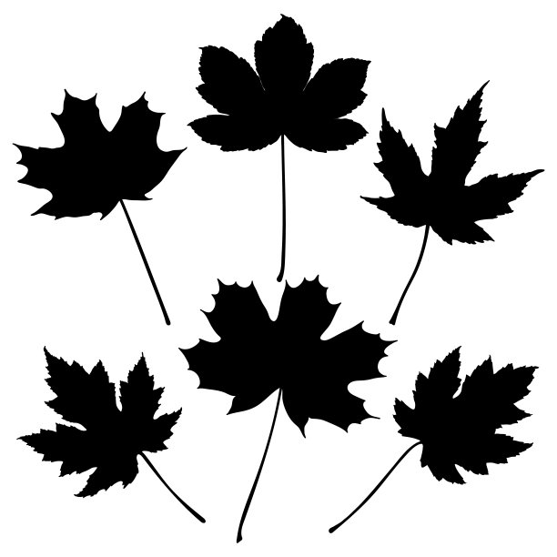 枫叶的剪影图片下载