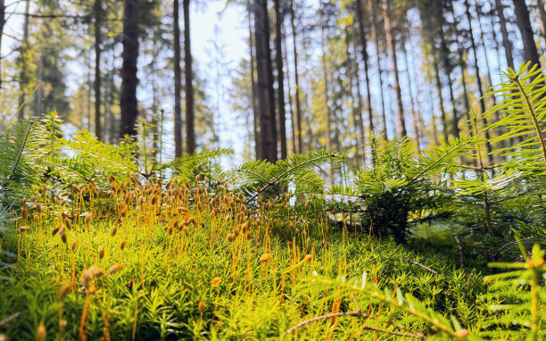 苔藓和背景模糊的细节使这张照片变得有趣，因为它突出了森林内的微生态系统图片下载