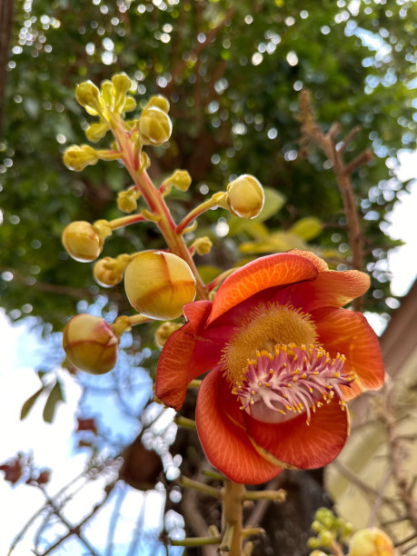 泰国苏梅岛炮弹树花的特写照片图片下载