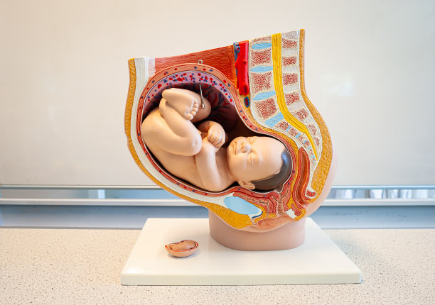 人类胎儿模型图片下载