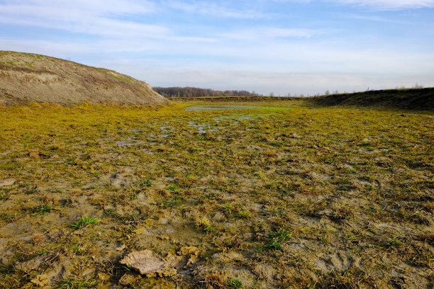 这张照片展示了一片有一小片水域的田野，在蓝天下，周围是绿草和一排树。图片下载