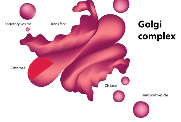 高尔基复图解图片下载