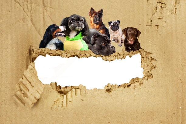 硬纸板背景和撕洞为文字，白色背景内的洞。图片下载