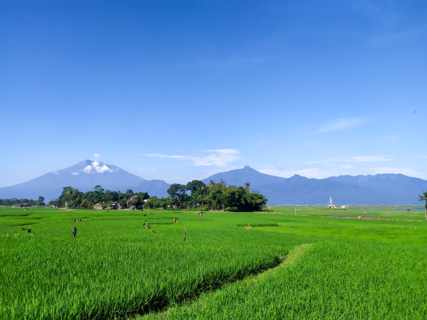 在阳光明媚的日子里，绿色的稻田和火山的背景图片下载