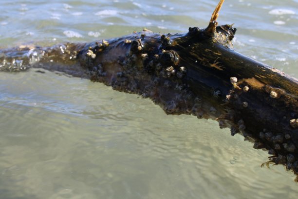 一只嘴里含着棍子的鳄鱼图片下载