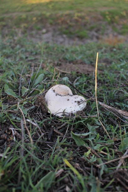 草丛里有一只白色的蘑菇图片下载