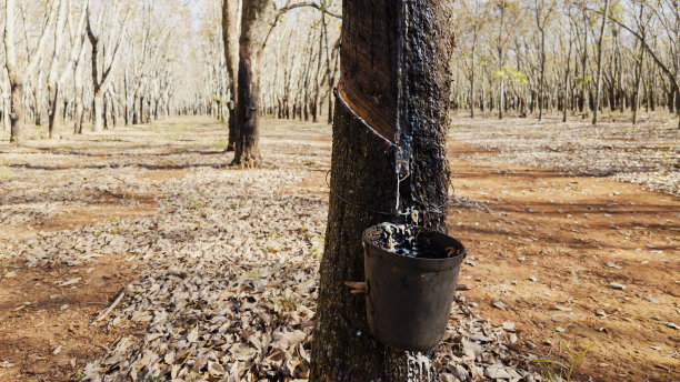 橡胶树种植园图片下载