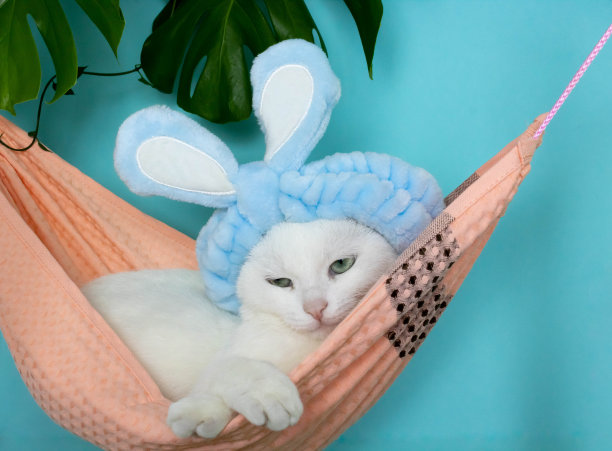 一只可爱有趣的白色小猫，戴着柔软的蓝色圈和耳朵，疲惫地躺在蓝色背景上的粉红色织物吊床上。复活节概念，猫咪护理图片下载