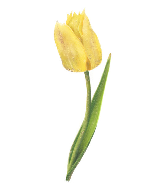 在宁静的白色背景下，一朵盛开的黄色郁金香突出了春天的美丽图片下载