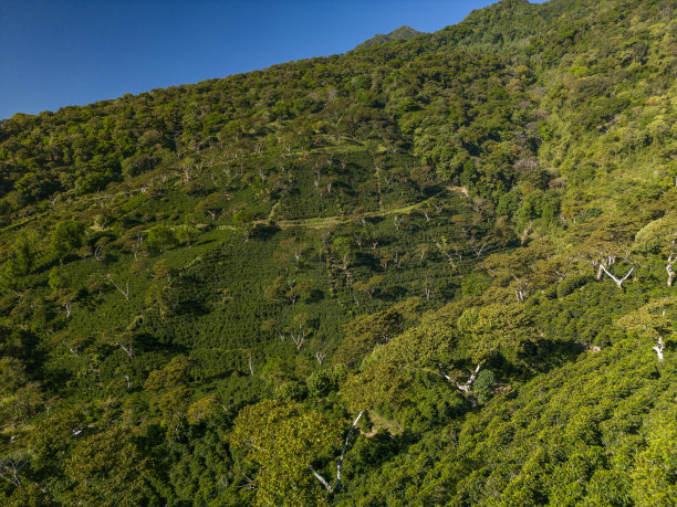咖啡农场在波奎特，巴拿马-股票照片图片下载