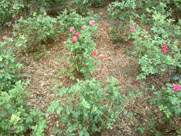 2024年春天户外红玫瑰丛的穆迪电影照片图片下载