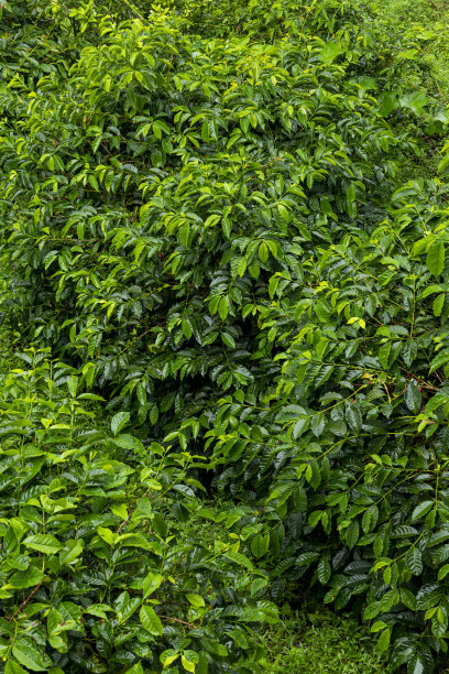 全帧拍摄的咖啡树叶子-股票照片图片下载