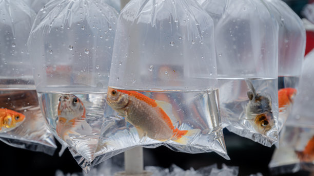 一些漂亮的观赏鱼被放在装满水的塑料里图片下载