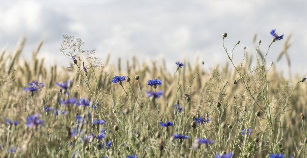 草地，耳朵，矢车菊图片下载