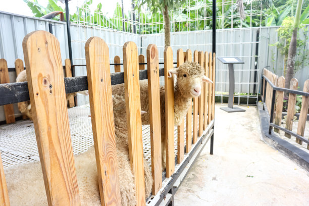 动物园里可爱的绵羊图片下载