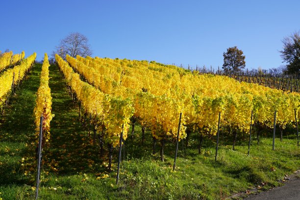 葡萄园的景对天空在秋天的股票照片图片下载