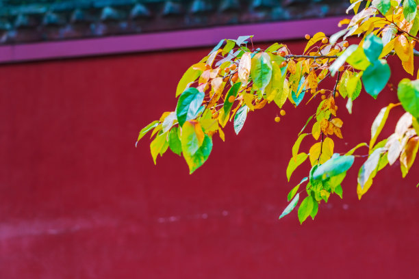 植物以古建筑的墙壁为背景图片下载